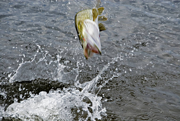 Gädda på kroken drilla, drillas, fiske, gädda, gäddfiske, haspelfiske, hopp, hoppar, spinnfiske, sportfiske