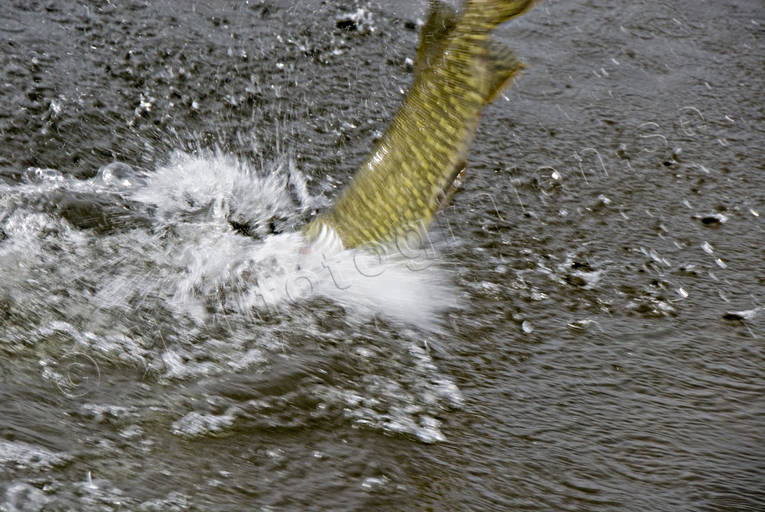 Gädda på kroken drilla, drillas, fiske, gädda, gäddfiske, haspelfiske, hopp, hoppar, spinnfiske, sportfiske