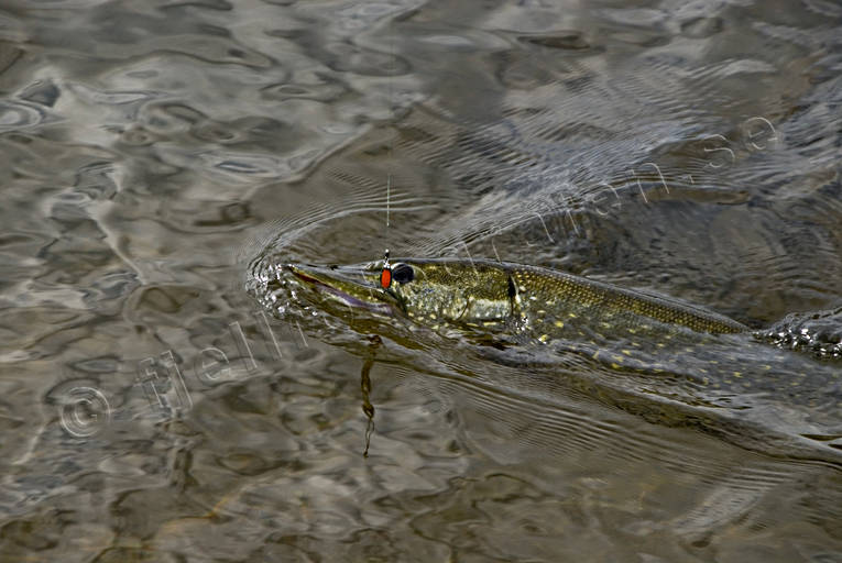 Gädda på kroken drilla, drillas, fiske, gädda, gäddfiske, haspelfiske, spinnfiske, sportfiske