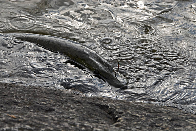 Gädda på kroken drilla, drillas, fiske, gädda, gäddfiske, haspelfiske, spinnfiske, sportfiske