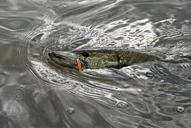 Gädda på kroken drag, drilla, drillas, fiske, fiskedrag, gädda, gäddfiske, gäddrag, haspelfiske, spinnfiske, sportfiske