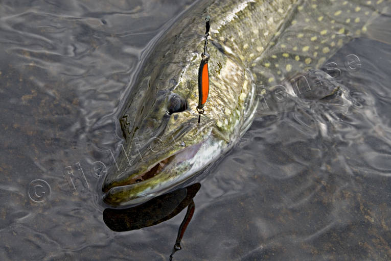 Gädda på kroken drag, drilla, drillas, fiske, fiskedrag, gädda, gäddfiske, gäddrag, haspelfiske, spinnfiske, sportfiske