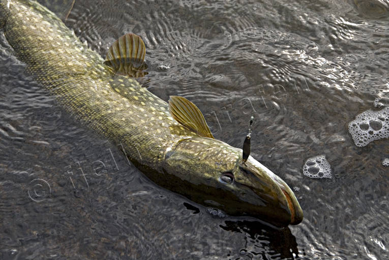 Gädda på kroken drilla, drillas, fiske, gädda, gäddfiske, haspelfiske, spinnfiske, sportfiske