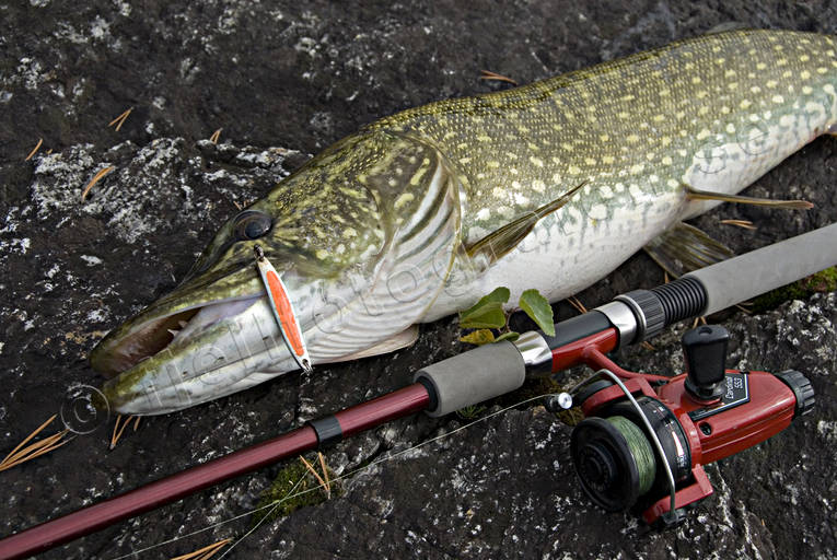 Gädda på kroken drag, fiske, fiskedrag, gädda, gäddfiske, gäddrag, haspelfiske, spinnfiske, sportfiske