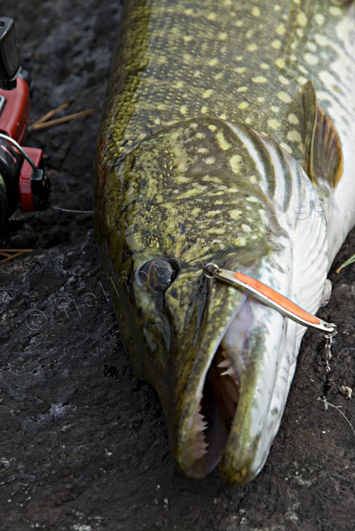 Gädda på kroken fiske, gädda, gäddfiske, haspelfiske, spinnfiske, sportfiske