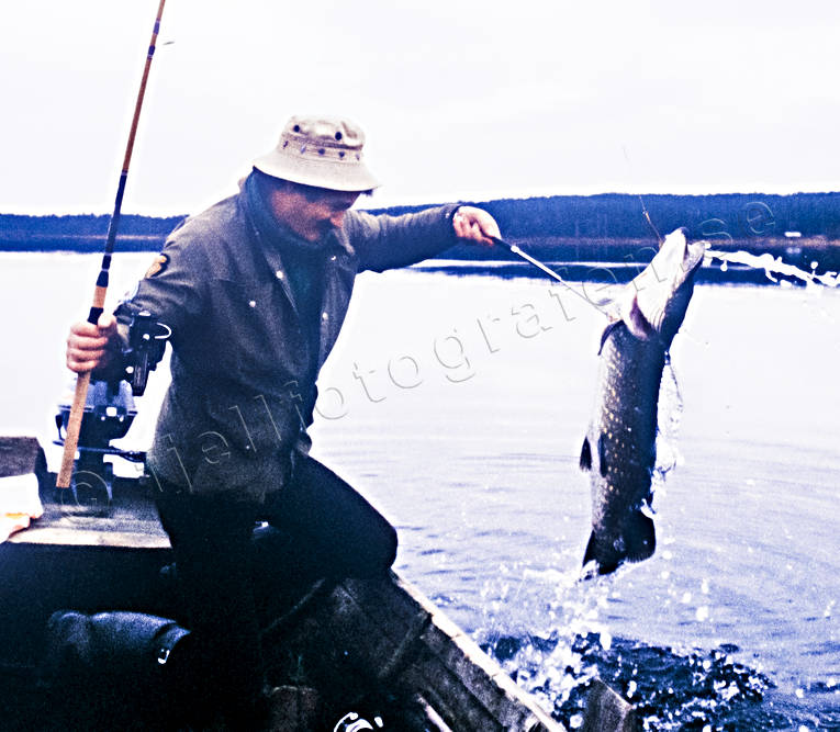 Gäddfiske i Indalsälven fiske, gädda, gäddfiske, haspelfiske, huggkrok, höstgädda, Indalsälven, spinnfiske, sportfiske