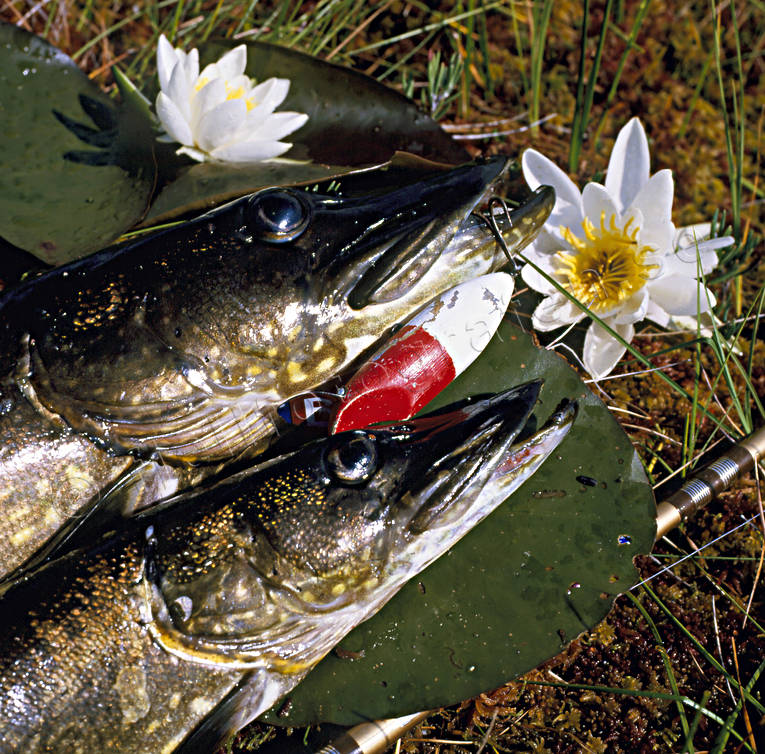 Gäddor och hemmagjord wobbler fiske, gädda, haspel, haspelfiske, näckros, spinn, spinnfiske, sportfiske, wobbler