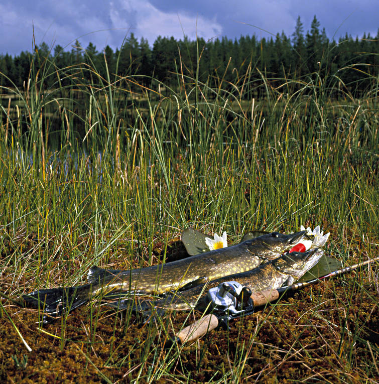 Gäddor vid Vallsjön fiske, gädda, haspel, haspelfiske, kastspö, spinn, spinnfiske, sporfiske, sportfiske, Vallsjön, wobbler