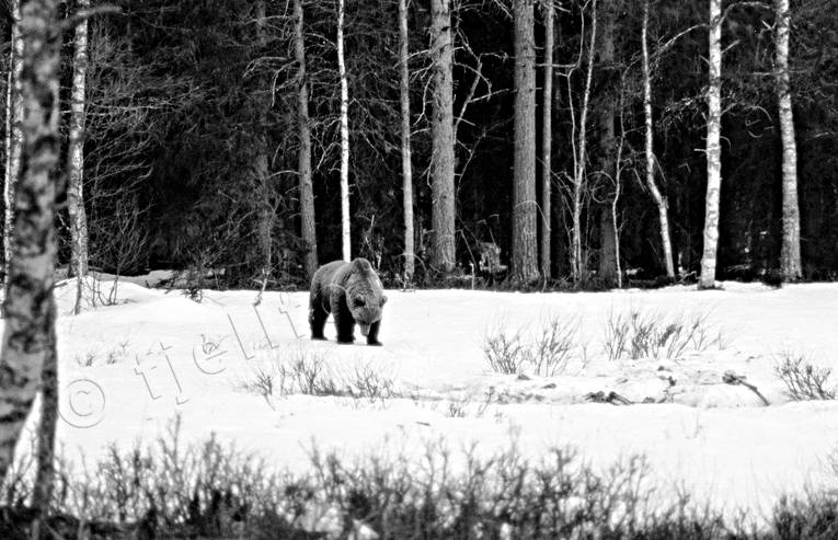 Halvsovande björn bamse, björn, brunbjörn, djur, däggdjur, rovdjur, Sonfjället, svartvit