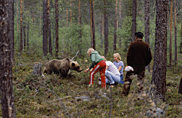 Halvtam björn bamse, björn, brunbjörn, djur, däggdjur, mata, nalle, orädd, oskygg, rovdjur, tam
