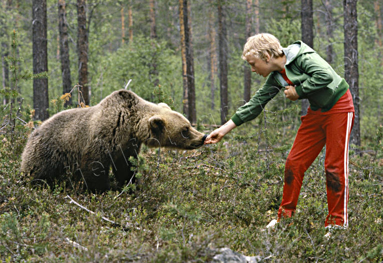 Halvtam björn matas bamse, björn, brunbjörn, djur, däggdjur, matas, nalle, orädd, oskygg, rovdjur, tam