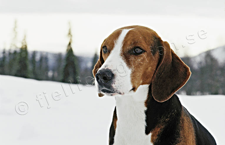 djur, dggdjur, fjlljakt, hamilton, hamiltonstvare, harjakt, hund, hundar, jakt, stvare