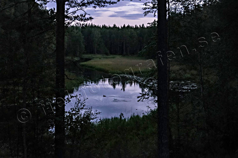 Hans Lidmans Svartån and, fiske, fiskeå, flugfiske, furustammar, Hans Lidman, inspiration, knipa, kväll, Mållångsboån, natt, skogså, sportfiske, stämning, stämningsbild, stämningsbilder, Svartån, vattenspegel, å
