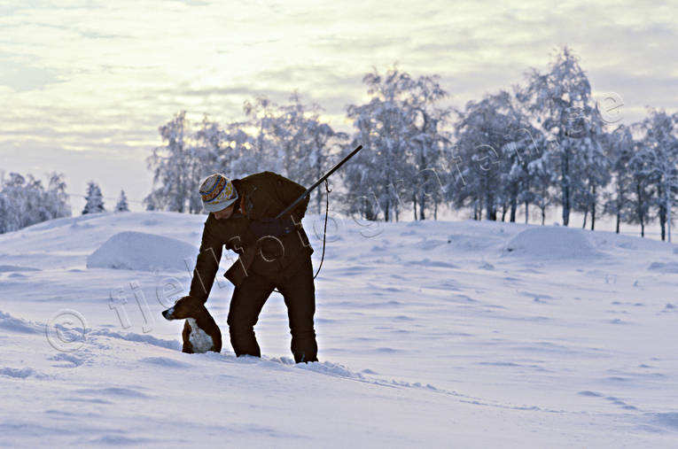 Harjägare med stövare harjakt, hund, jakt, jägare, snö, stövare, vinterdag, vinterjakt