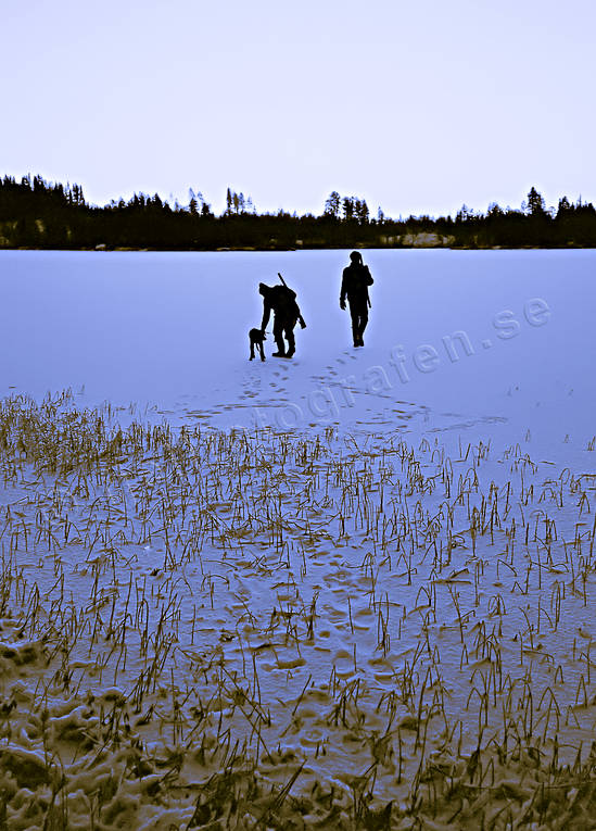 Harjägare släpper stövaren harjakt, harjägare, hund, hundar, jakt, jägare, schiller, schillerstövare, släppet, stövare, vinterjakt