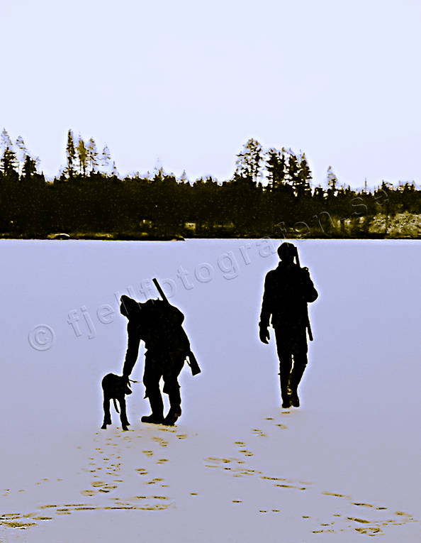 Harjägare släpper stövaren harjakt, harjägare, hund, hundar, jakt, jägare, schiller, schillerstövare, släppet, stövare, vinterjakt