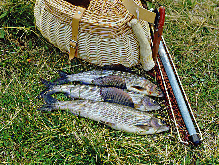 Harrar, fiskade i Långan fiske, flugfiske, harr, harrar, Jämtland, Långan, sportfiske, älvar
