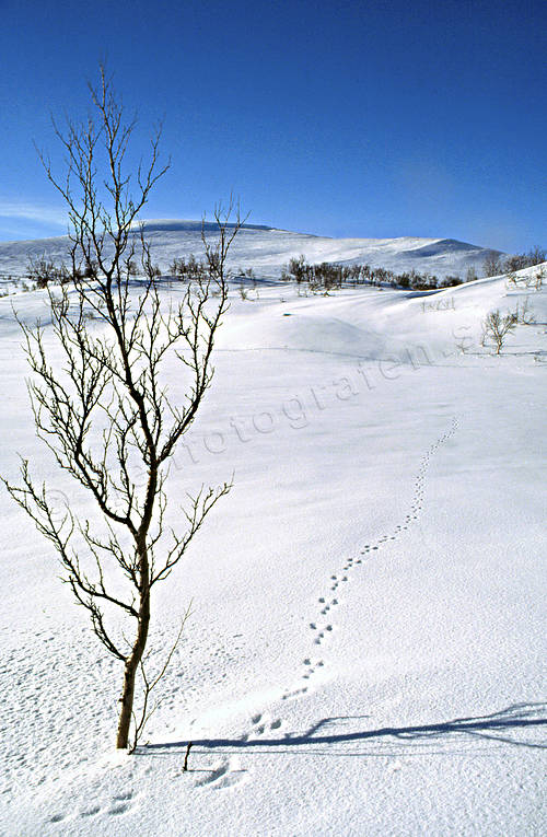 Anarisfjllen, fjll, harspr, Jmtland, Landskap, sn, spr, Stora Lvsjn, vinter, vr