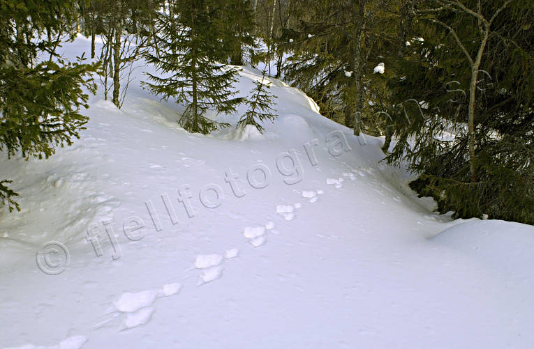 Harspår i snö djur, däggdjur, hare, harspår, snö, spår, spårsnö, vinter