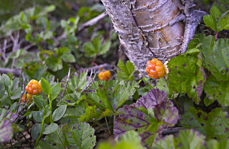 biotop, biotoper, br, brplockning, fjll, hjortron, hjortronplockning, mylta, myr, myrmark, natur, plocka, sommar, uteliv, ventyr