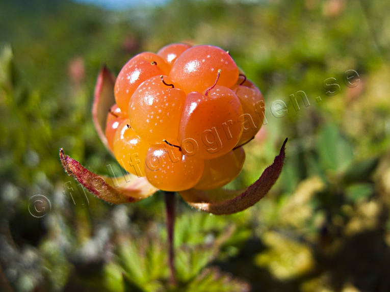 hjortron mogna jämtland hjortron mogna jämtland