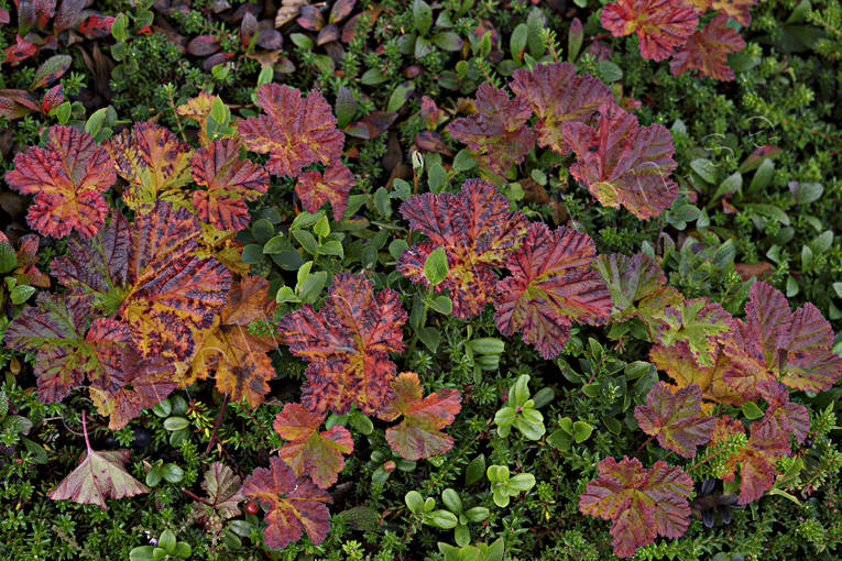 blad, hjortronblad, hst, hstfrger, lv, myr, natur, rd, stmning, stmningsbilder, rstid, rstider