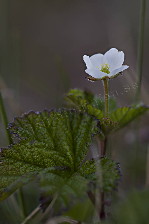 blomma, blommande, hjortronblom, hjortronblomma, hjortronmyr, myr, natur, vit