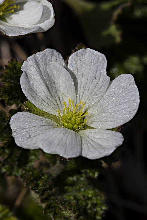 blomma, blommande, hjortronblom, hjortronblomma, hjortronmyr, myr, natur, vit