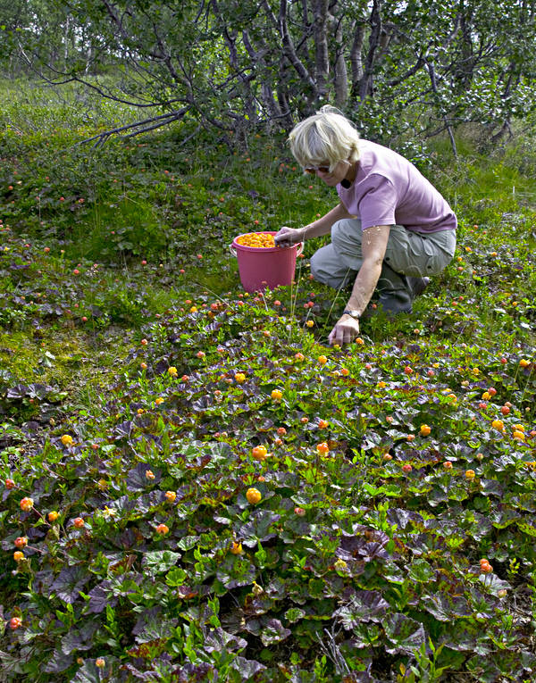 biotop, biotoper, br, brplockning, fjll, hjortron, hjortronplockning, mylta, myr, myrmark, natur, plocka, sommar, uteliv, ventyr