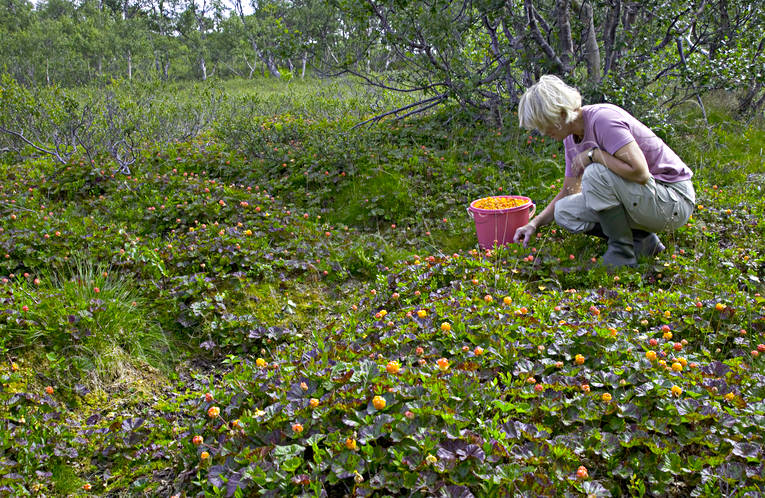 biotop, biotoper, br, brplockning, fjll, hjortron, hjortronplockning, mylta, myr, myrmark, natur, plocka, sommar, uteliv, ventyr