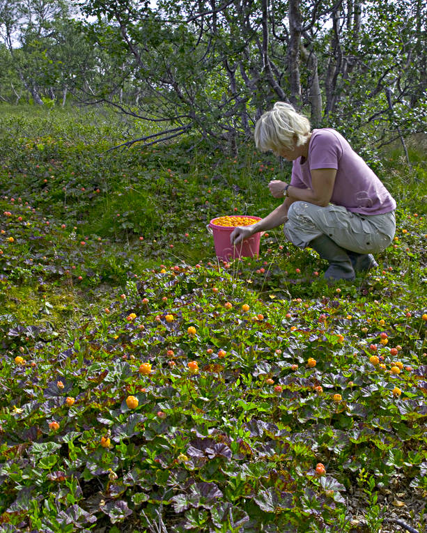 biotop, biotoper, br, brplockning, fjll, hjortron, hjortronplockning, mylta, myr, myrmark, natur, plocka, sommar, uteliv, ventyr