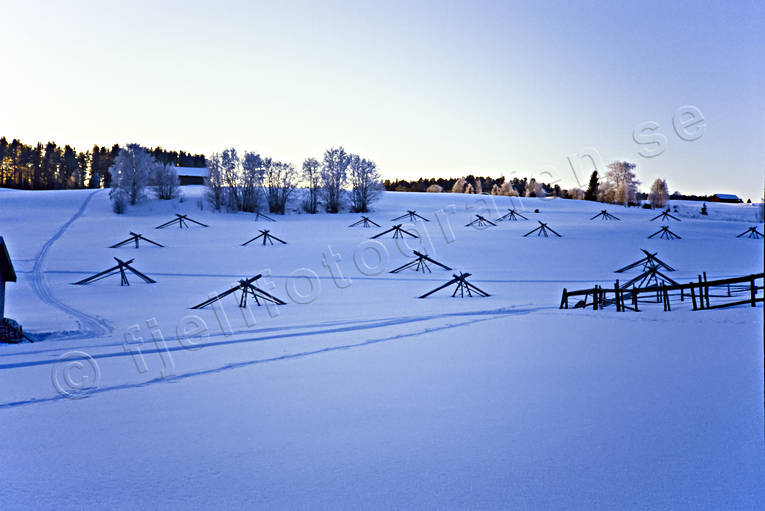 hssjevirke, hssjor, Jmtland, odling, vinter, rstid, rstider