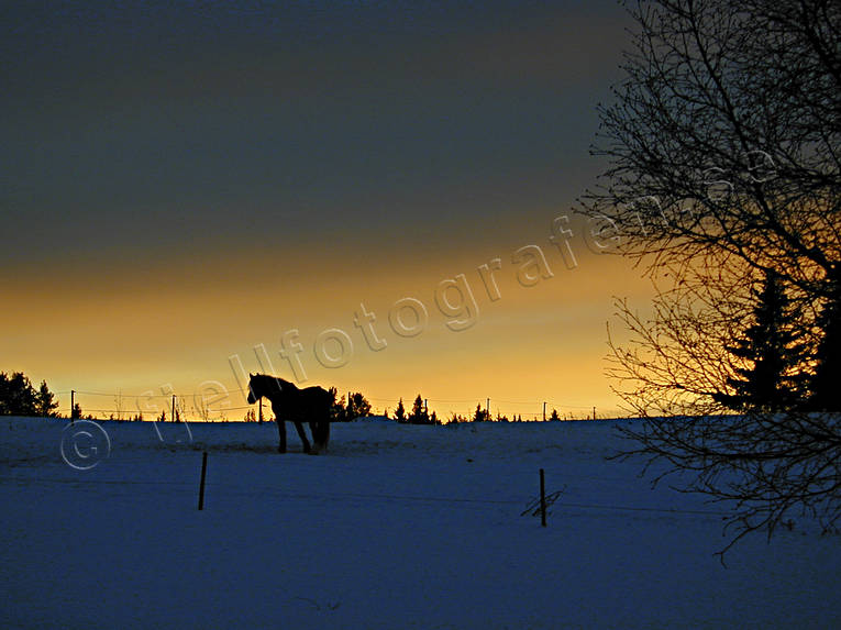 gul, himmel, hst, jul, julbilder, julkort, julstmning, kvll, skymning, stmning, stmningsbild, stmningsbilder, vinter, vinterkvll, rstid, rstider