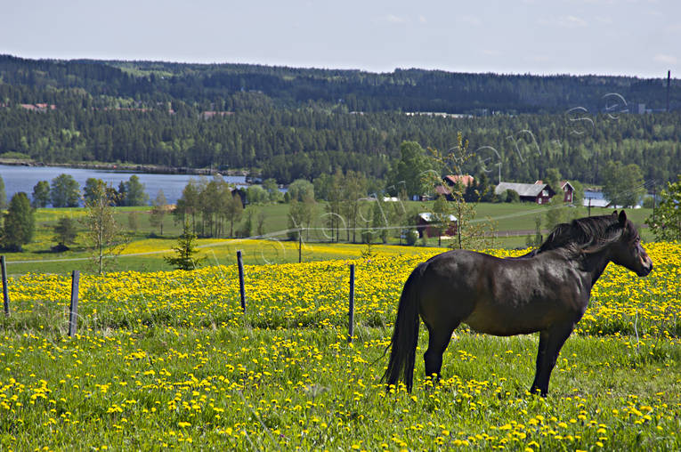 Brunflo, frsommar, hage, hst, hsthage, Jmtland, Landskap, maskrosor, maskrosng, sommar, sommarhage, Srviken
