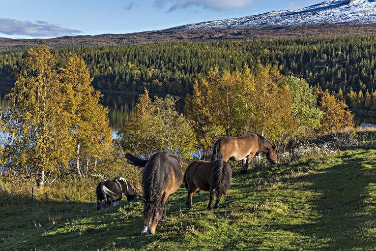 betesmark, bjrk, bjrklv, Bunnerviken, djur, dggdjur, fjll, hage, husdjur, hst, hstar, hsthage, hst, hstfrger, Jmtland, Landskap, natur, rstid