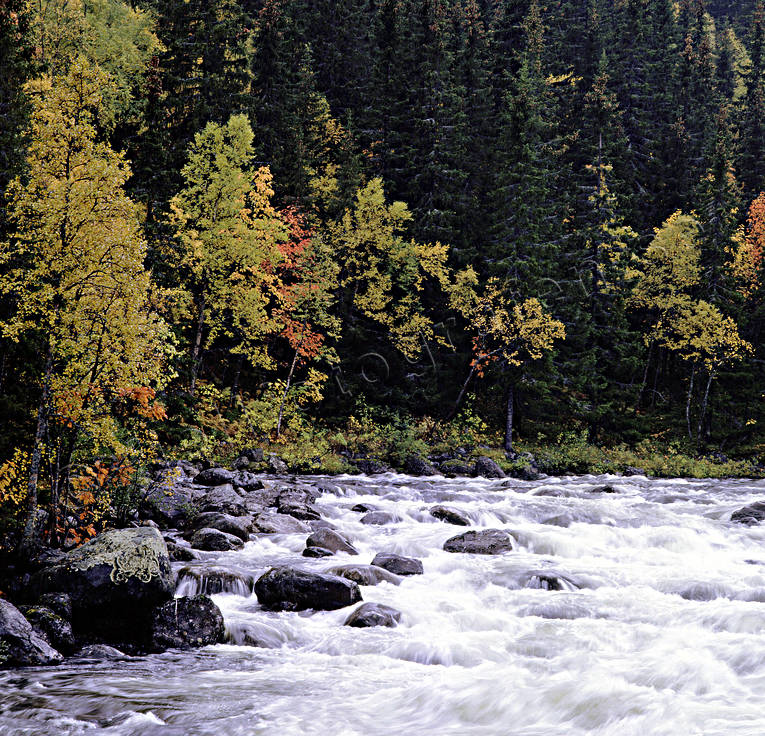 bjrk, Bydalen, Dammn, hst, hstfrger, Oviksfjllen, sjfart, strmmande, stmning, stmningsbild, stmningsbilder, vatten, vattendrag, rstid, rstider