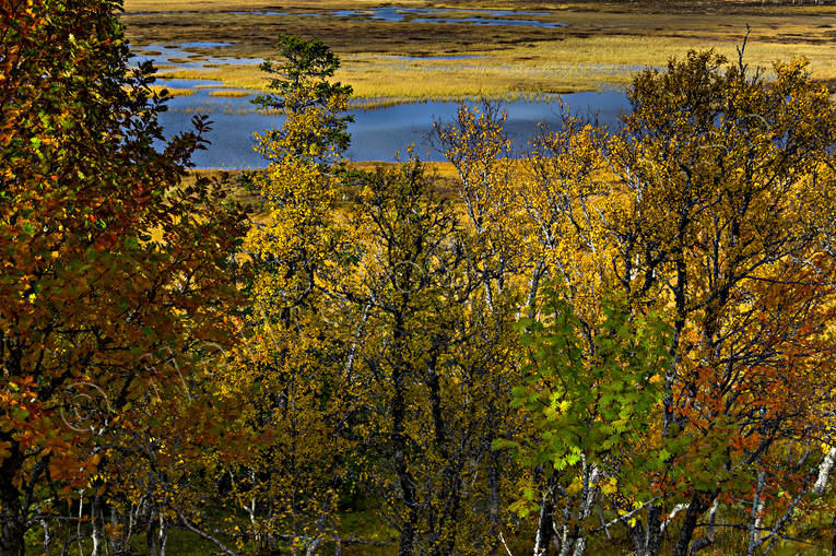 hst, hstfrger, hstmorgon, Jmtland, Landskap, myr, natur, skog, rstid, rstider