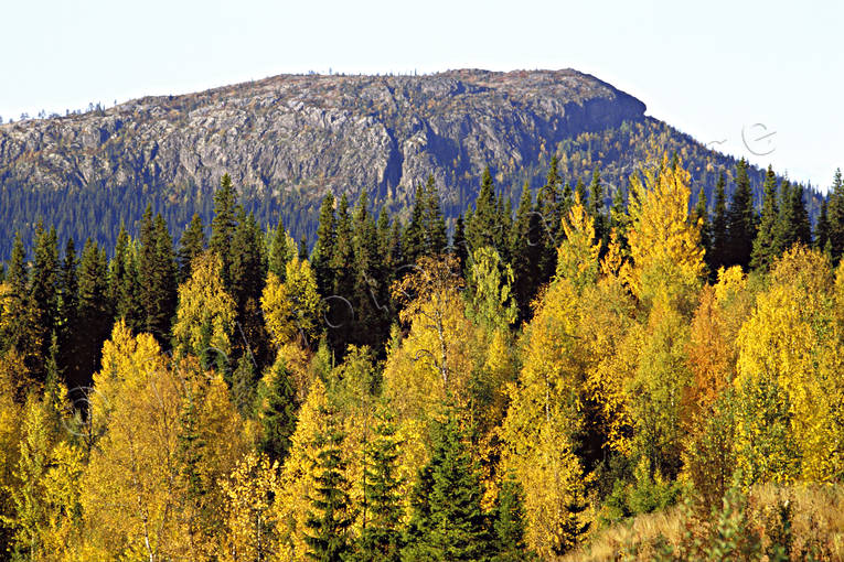 berg, gula, gult, hst, hstfrger, skog, stmning, stmningsbild, stmningsbilder, trd, Vattudalen, rstid, rstider, gelhttan