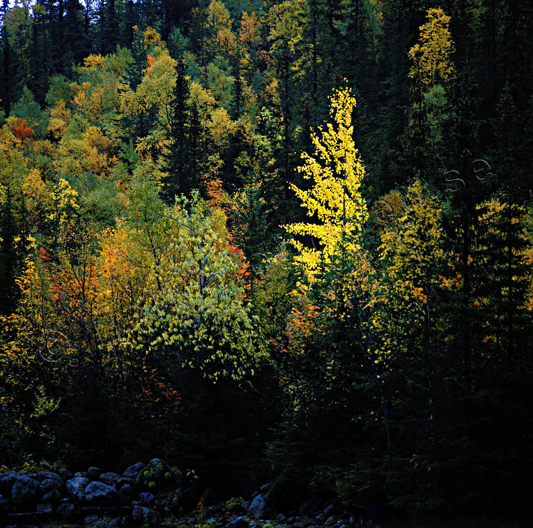asp, gult, hst, hstfrger, skog, stmning, stmningsbild, stmningsbilder, trd, rstid, rstider