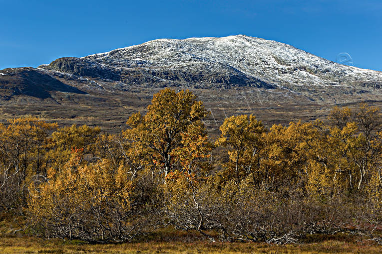 bjrk, bjrklv, fjll, fjllandskap, fjllen, fjlltopp, fjlltoppar, hgfjll, hst, hstfrger, hstmorgon, Jmtland, Landskap, natur, Snasahgarna, Snasen, tvrklumpen, rstid, rstider