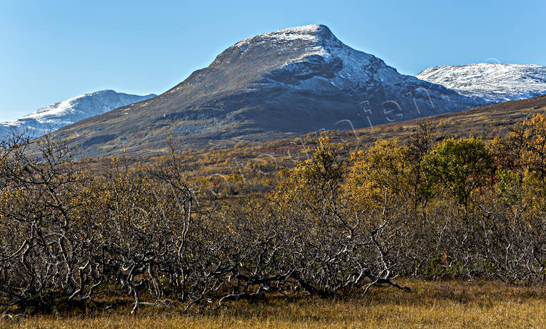 bjrk, bjrklv, fjll, fjllandskap, fjllen, fjlltopp, fjlltoppar, hgfjll, hst, hstfrger, hstmorgon, Jmtland, Landskap, natur, Snasahgarna, Snasen, tvrklumpen, rstid, rstider