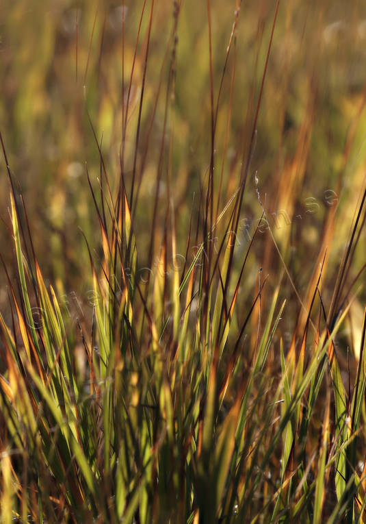 blad, grs, hst, hstfrger, natur, stmning, stmningsbilder, rstid, rstider