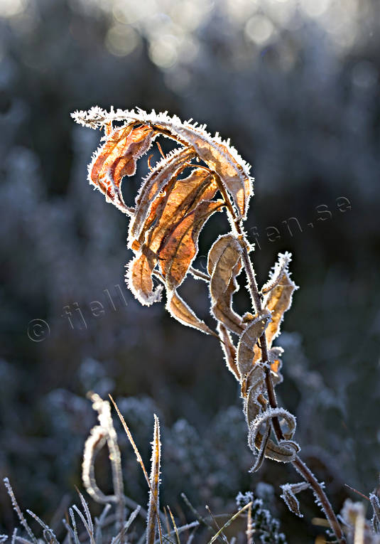 biotop, biotoper, blad, blomma, blommor, frost, frostigt, hst, hstfrger, kallt, motljus, natur, rimfrost, vinter, vxter, rstider