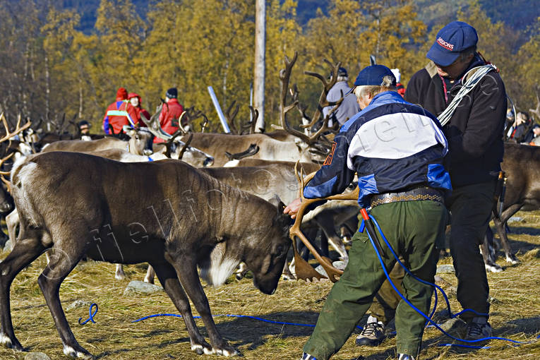 hst, hstslakt, kultur, ren, renar, renktsel, renskiljning, rensktare, samekultur, sameliv, sarv, sarvslakt
