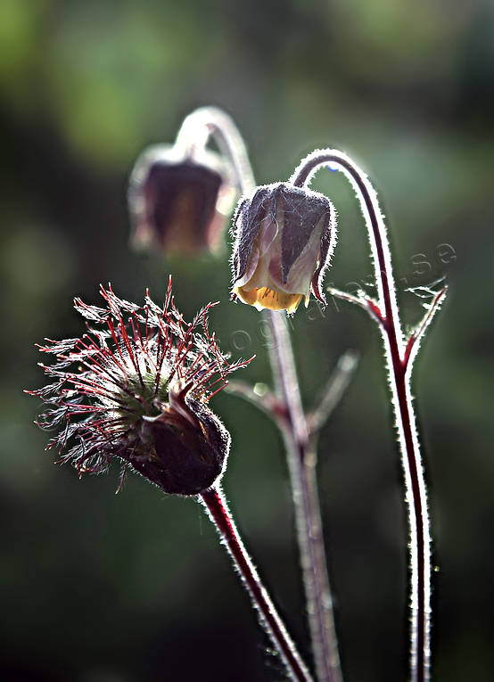 Humleblomster biotop, biotoper, blommor, fjäll, fjällblommor, fjällen, fjällnatur, geum rivale, Humleblomster, natur, växter