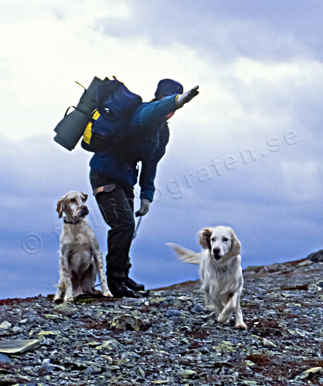 Hunden manas ut Engelsk setter engelsk setter, fjälljakt, fågeljakt, jakt, ripjakt, setter, stående fågelhund