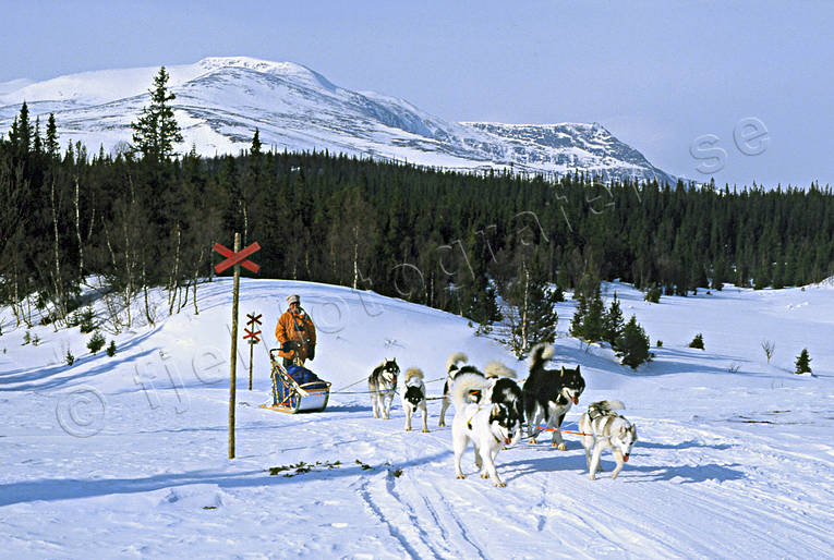 draghund, draghundar, draghundtur, fjll, fjllstation, hundspann, Hrjngsfjllen, sldfrd, sldhund, sldhundar, uteliv, vinter, ventyr