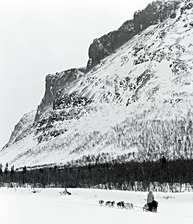 Hundspann i Rapadalen Sarek djur, däggdjur, fjäll, fjällandskap, fjällmassiv, friluftsliv, grönlandshund, grönlandshundar, Rapadalen, Rapavuobme, sarek, Skårki, slädfärd, slädhund, snö, sport, svartvit, uteliv, vinterbild, vinterfjäll, vinterlandskap, vinterstämning