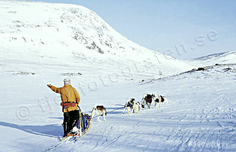draghund, draghundar, draghundtur, fjll, hundar, hundslde, hundspann, sldfrd, sldhund, sldhundar, uteliv, vinter, ventyr