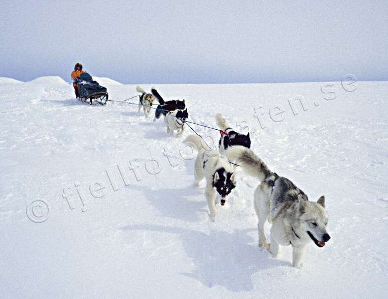 draghund, draghundar, draghundtur, fjllfolk, hundfrare, kallt, sldfrd, sldhund, sldhundar, sldhundtur, sn, uteliv, vinter, ventyr